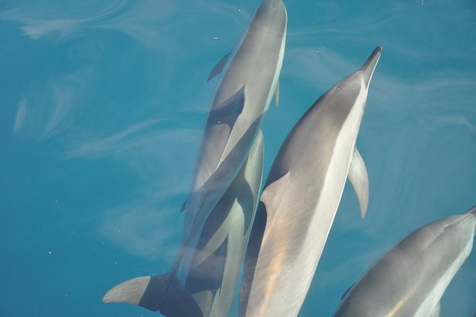 Ocean Swim with Dolphins - Dolphin watching from a speedboat
