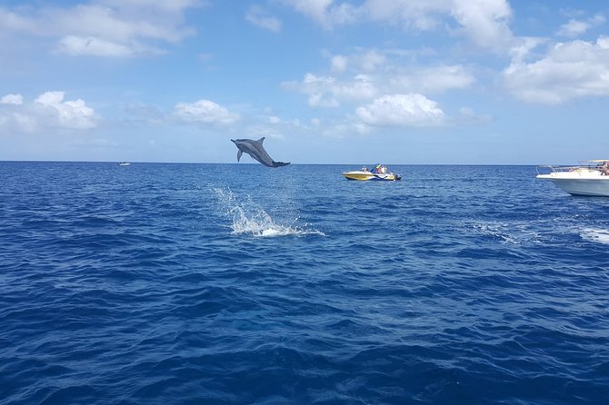 Ocean Swim with Dolphins - What the $80.83 price really covers
