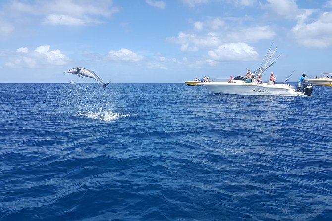 Ocean Swim with Dolphins - Who should book this outing