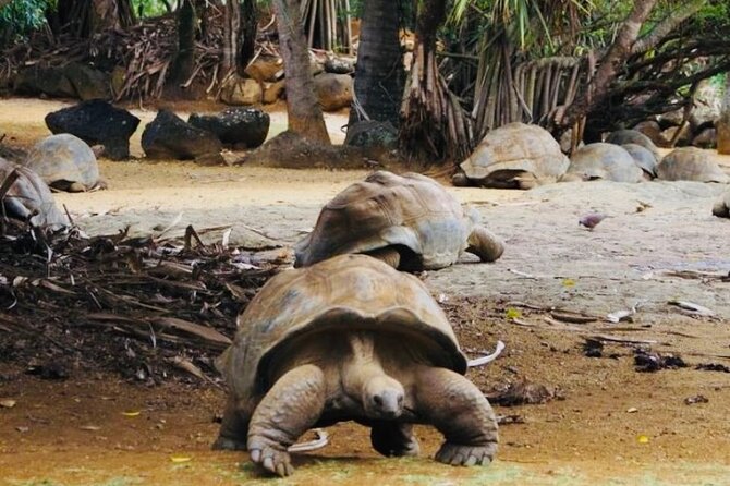 Picturesque South Tour Of Mauritius, Incl Lunch,7-Coloured Earth - Seven Coloured Earth and giant tortoises