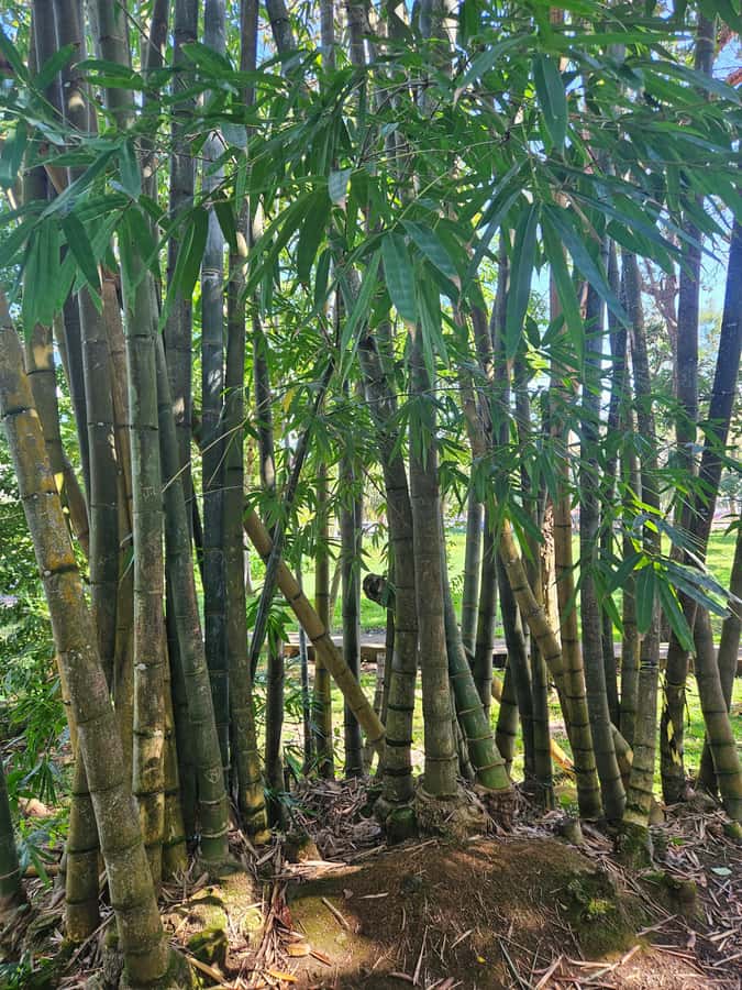 Port Louis: Mont Choisy, Botanical Garden, and Church Tour - Mont Choisy or Trou aux Biches for a short coastal pause