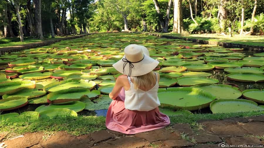 Port Louis: Northern Treasures Private Tour - Why this northern Mauritius day works