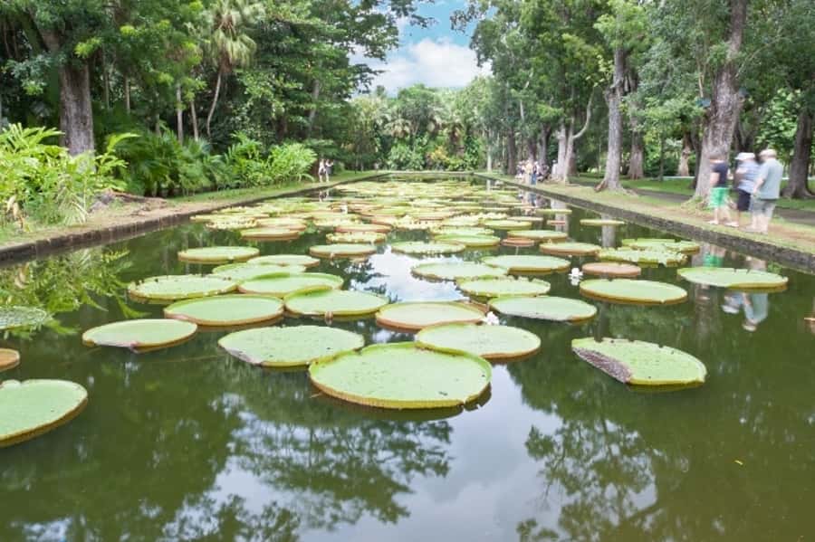 Private All Inclusive North Tour with Lunch & Entrance Fees - Pamplemousses Botanical Garden and its giant water lilies