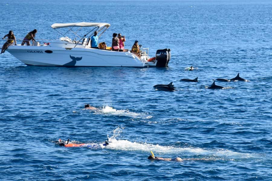 Private Dolphin Encounter and Whale Watching - Key points at a glance