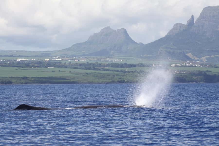 Private Dolphin Encounter and Whale Watching - Why this private Mauritius boat trip works well
