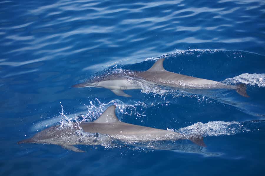Private Dolphin Encounter and Whale Watching - Searching for whales between June and November