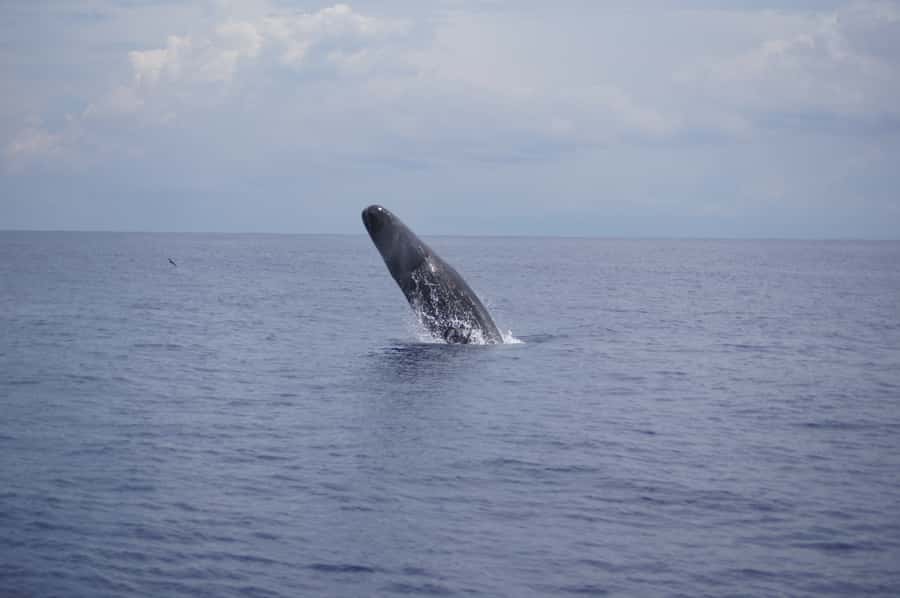 Private Dolphin Encounter and Whale Watching - What $777 means for your group