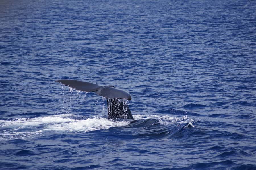 Private Dolphin Encounter and Whale Watching - Setting off from La Jetée Road in Black River