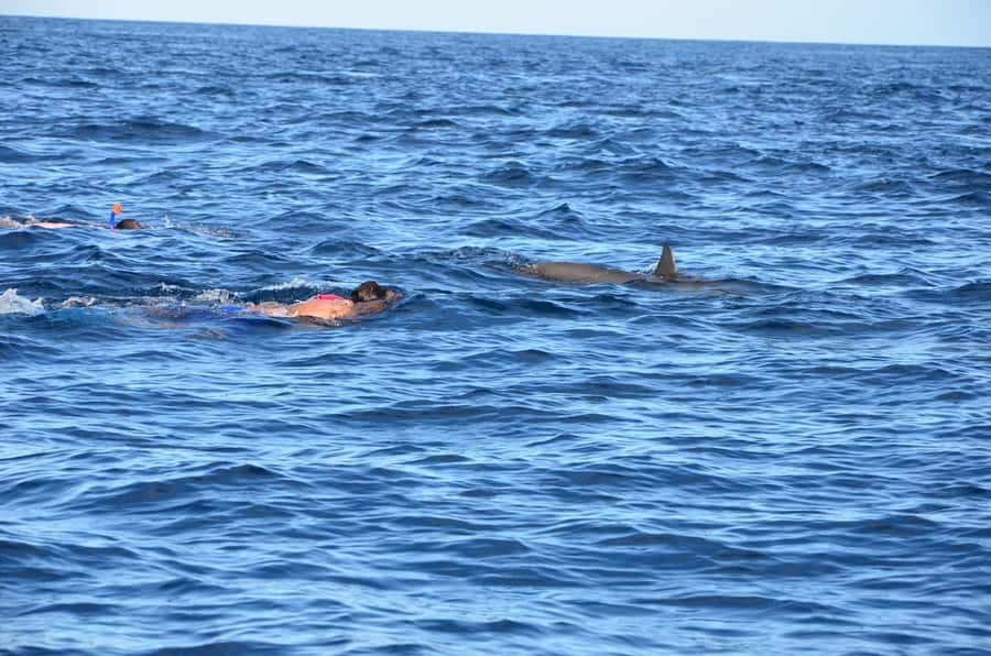 Private Dolphin Snorkeling Tour. Equipment available Free. - How to Prepare for the Morning