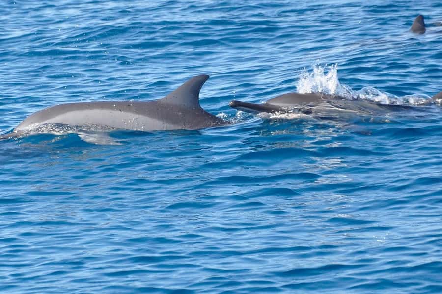 Private Dolphin Snorkeling Tour. Equipment available Free. - Watching Dolphins in Open Water