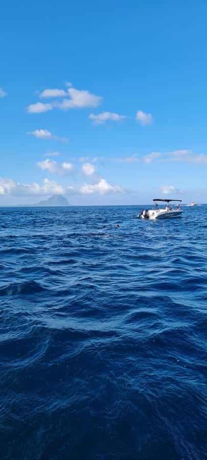Private Dolphin Snorkeling Tour. Equipment available Free. - Swimming and Snorkeling With Guide Support