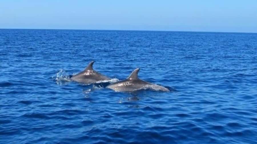 Private Dolphin Swim/Snorkeling & Lunch on Benitiers island - Practical Advice Before You Go