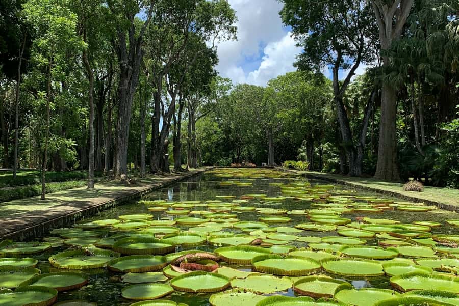 Private Full Day Tour of Port Louis and Northern - Pamplemousses Garden: allow time for the main attraction
