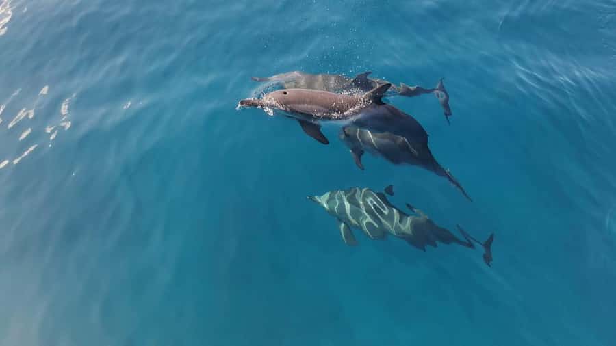 Private Île aux Bénitiers Boat: Dolphin Snorkeling & Lobster - Starting at Le Morne Beach