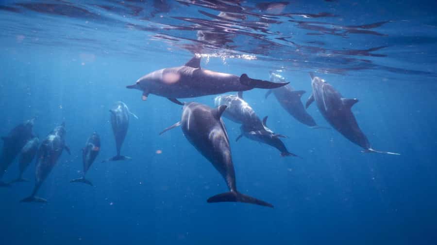 Private Île aux Bénitiers Boat: Dolphin Snorkeling & Lobster - Crystal Rock and Le Morne Views