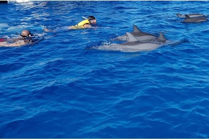 Private Speed Boat Tour and Dolphin Encounter at Ile aux Benitier - Cancellation and weather details