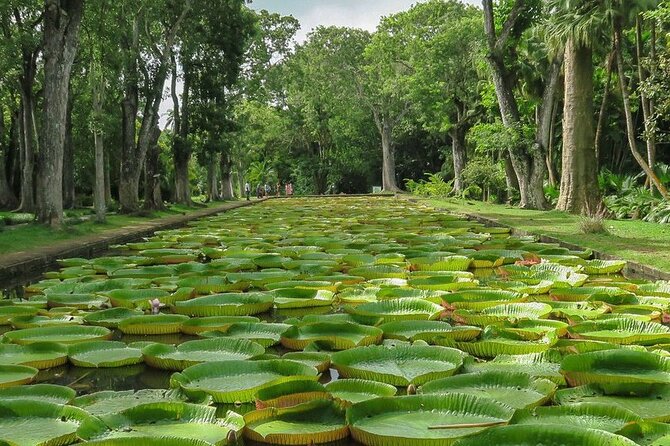 Private Tour in Northern Mauritius - Fort Adelaide: the day begins above Port Louis