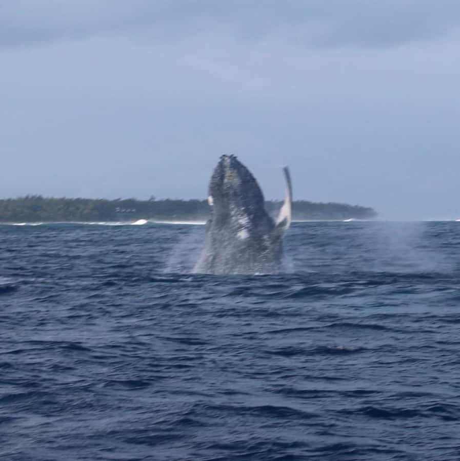 Private :Whales and dolphins watching/Swimming with dolphins - Key points to know before booking