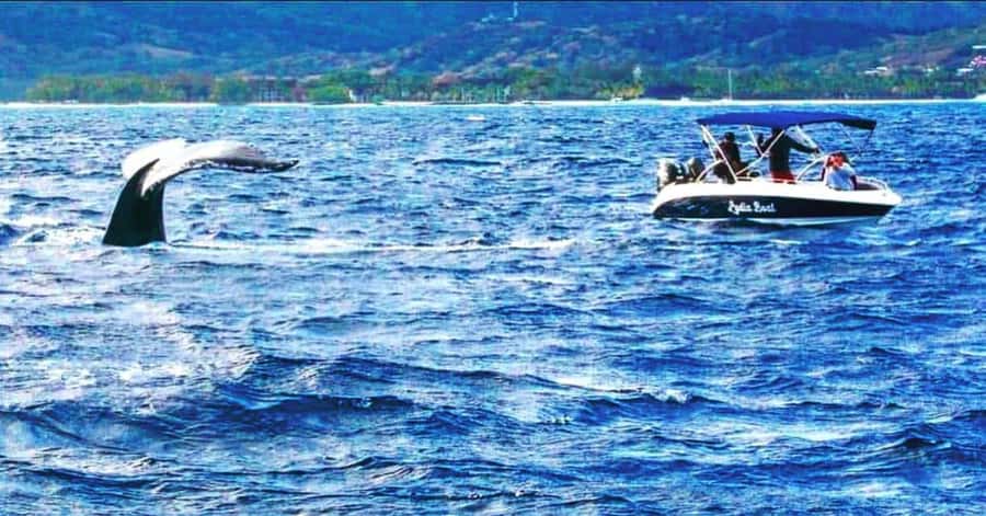 Private :Whales and dolphins watching/Swimming with dolphins - Setting out from Le Morne public beach