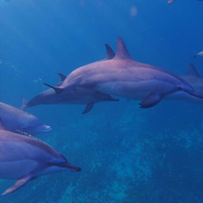 Private :Whales and dolphins watching/Swimming with dolphins