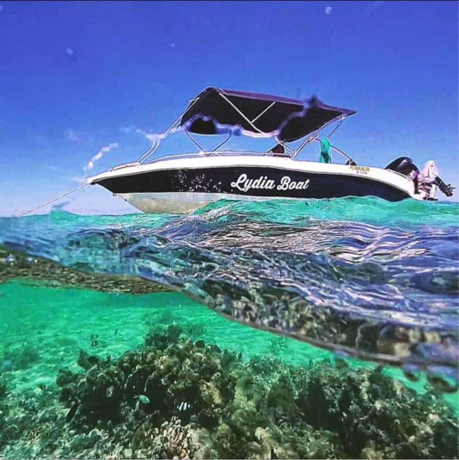 Private :Whales and dolphins watching/Swimming with dolphins - Swimming with dolphins, with help in the water