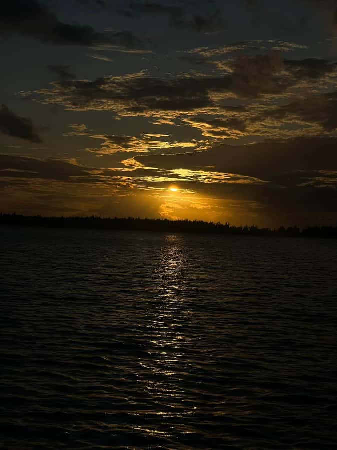 Private :Whales and dolphins watching/Swimming with dolphins - The local family-business feel