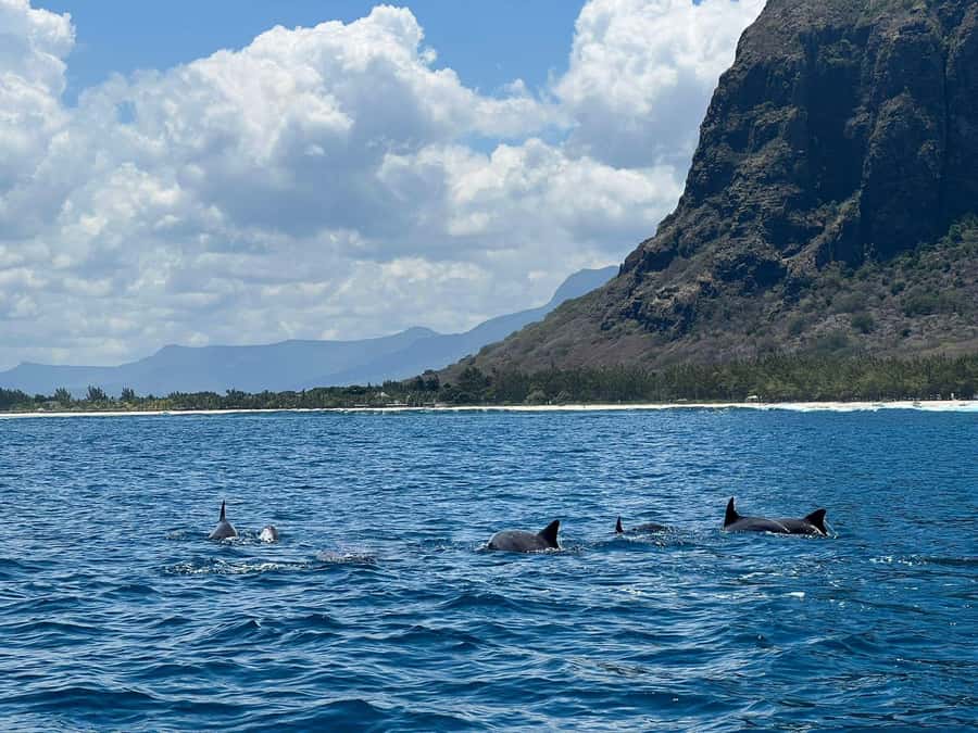 Private :Whales and dolphins watching/Swimming with dolphins - Is $816 good value for two people?