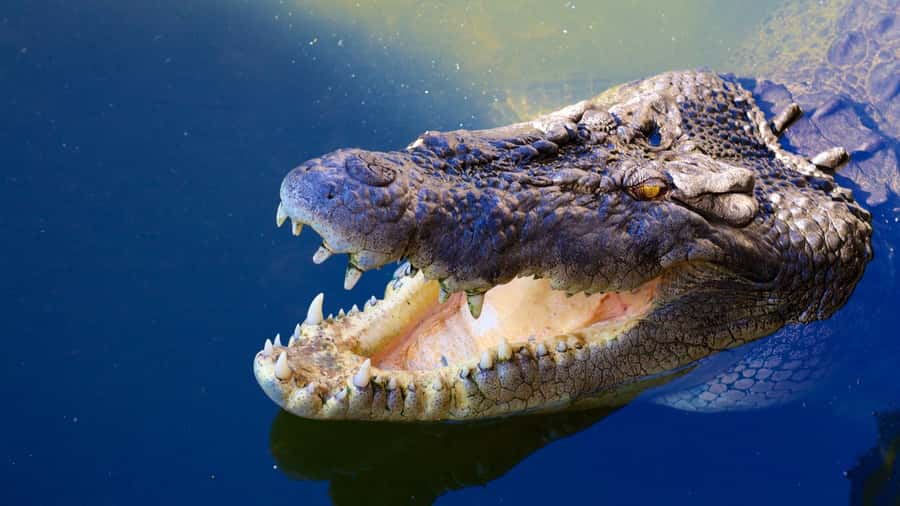 Riambel: South Tour w/ Crocodile Park & Seven Colored Earth - What the $130 price really buys you
