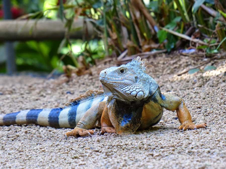 Riambel: South Tour w/ Crocodile Park & Seven Colored Earth - Alexandra Falls and the Black River Gorge views