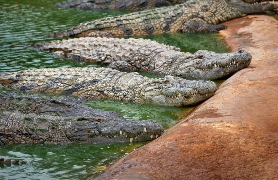 Riambel: South Tour w/ Crocodile Park & Seven Colored Earth - Seven Colored Earth, tortoises, and possible add-ons
