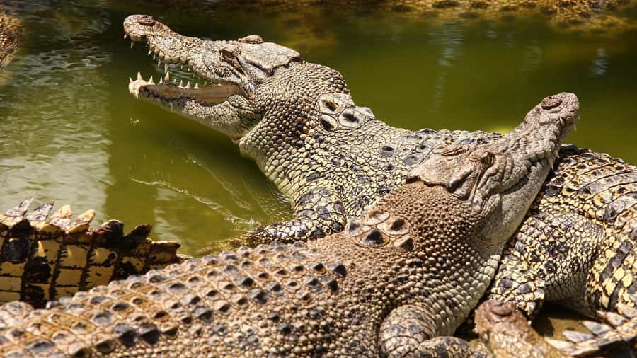 Riambel: South Tour w/ Crocodile Park & Seven Colored Earth - From your hotel to Ganga Talao