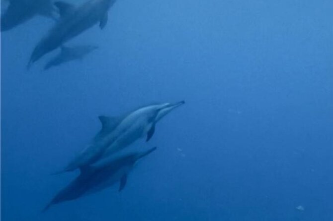 Shared 10 Pax Boat Tour: Dolphin Watching, Snorkelling and BBQ - Starting before sunrise in La Gaulette