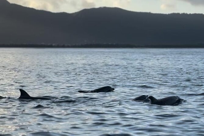 Shared 10 Pax Boat Tour: Dolphin Watching, Snorkelling and BBQ - Who will enjoy this Mauritius boat tour