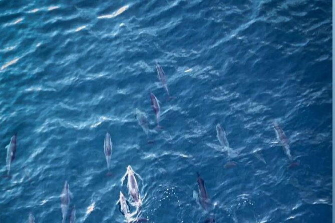 Shared 10 Pax Boat Tour: Dolphin Watching, Snorkelling and BBQ - Searching for bottlenose and spinner dolphins