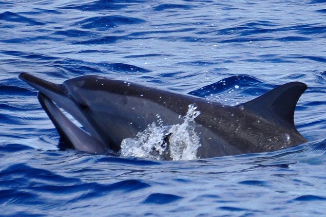 Shared Dolphin Encounter in Mauritius - Searching for dolphins in open water
