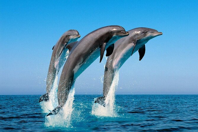 Snorkel with Dolphins, Lunch on Benitiers island, Speedboat - The mountain views and Mauritius context