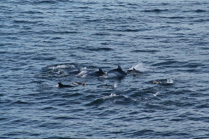 Snorkel with Dolphins, Lunch on Benitiers island, Speedboat - What the speedboat changes