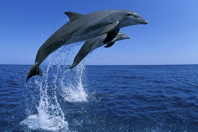 Snorkel with Dolphins, Lunch on Benitiers island, Speedboat - Who should book this sea day?