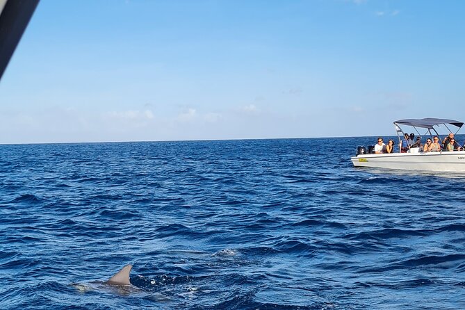 Snorkel with Dolphins, Lunch on Benitiers island, Speedboat - Dolphin watching and snorkeling in Tamarin Bay