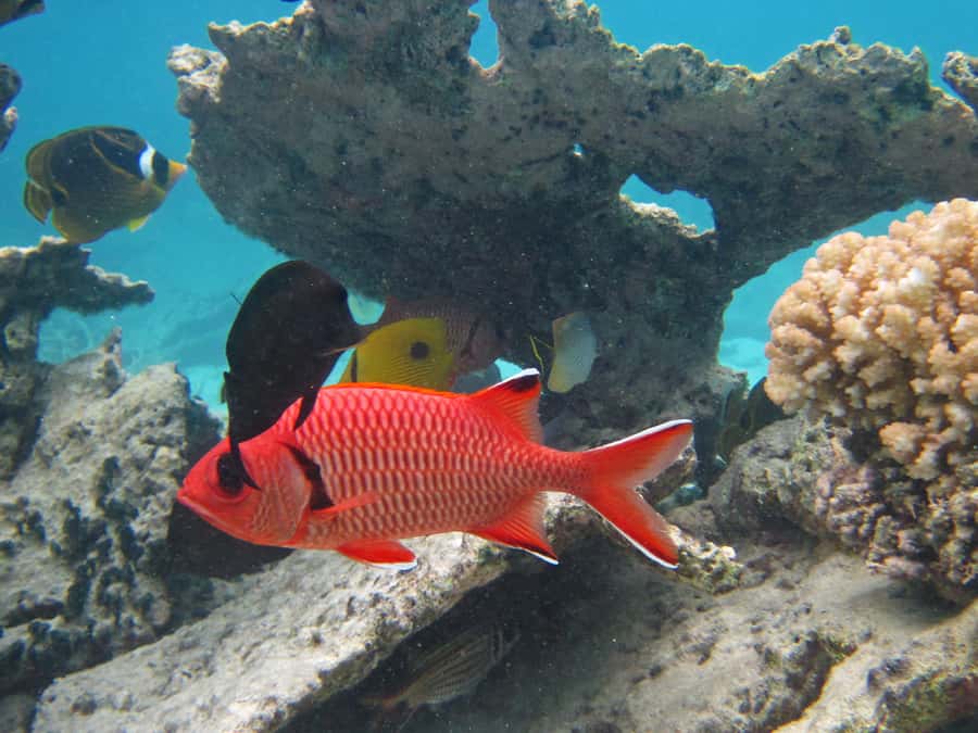 Snorkeling Excursion in Blue Bay Marine Park - Snorkeling among Blue Bay’s coral and fish
