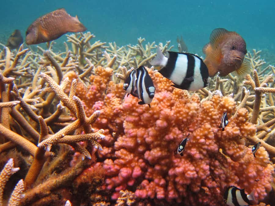 Snorkeling Excursion in Blue Bay Marine Park - How the $29 price holds up