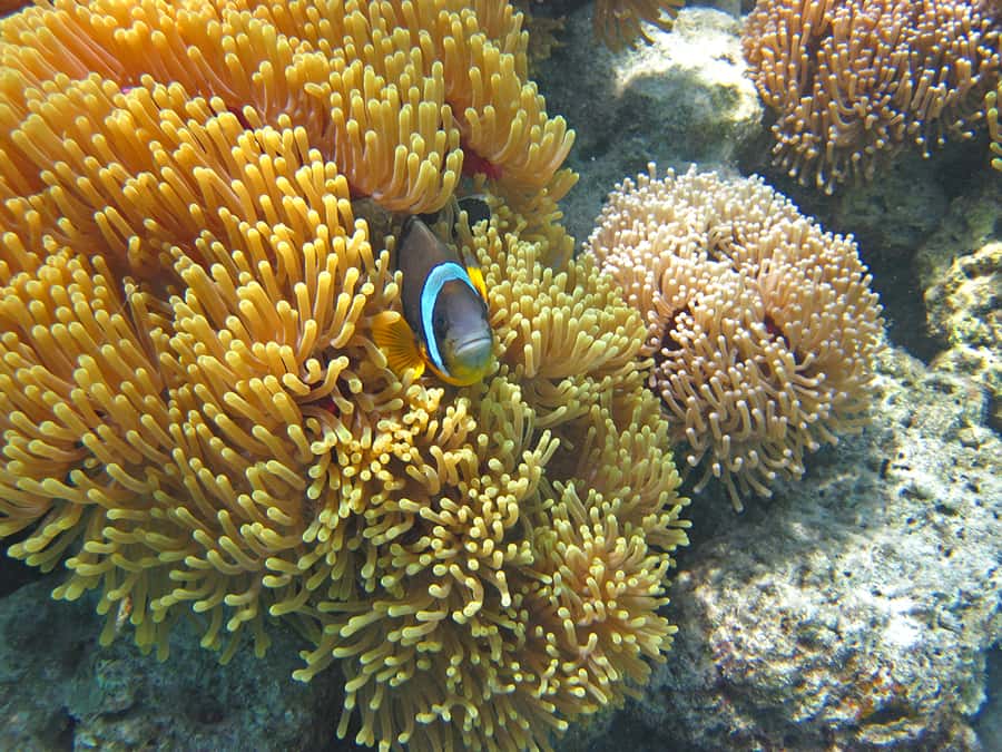 Snorkeling Excursion in Blue Bay Marine Park - Families, beginners, and experienced snorkelers
