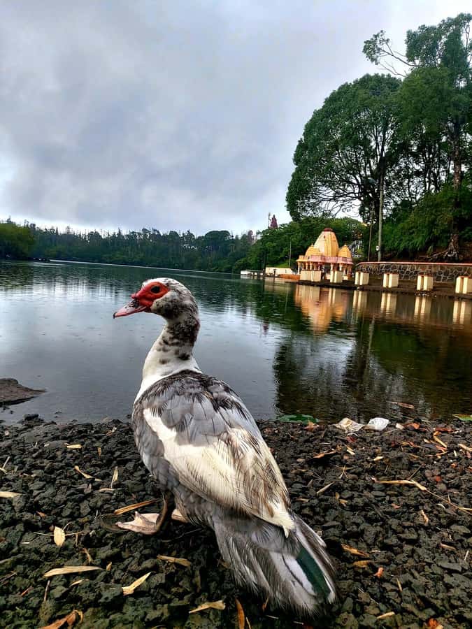 South of Mauritius : Full day Private with lunch & Chamarel - Why a private southern Mauritius tour makes sense
