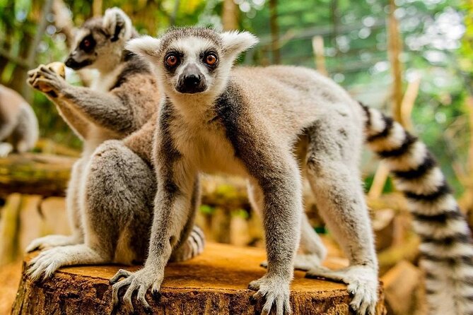 Southern Tales: Full-day incl Crocodile Park & 23 Colored Earth - Alexandra Falls and the Black River Gorges view