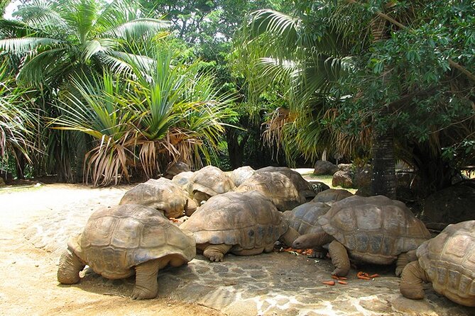 Southern Tales: Full-day incl Crocodile Park & 23 Colored Earth - Three-course Mauritian lunch