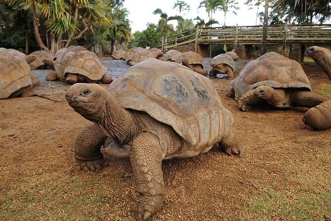 Southern Tales: Full-day incl Crocodile Park & 23 Colored Earth - Trou aux Cerfs, a volcano above Curepipe
