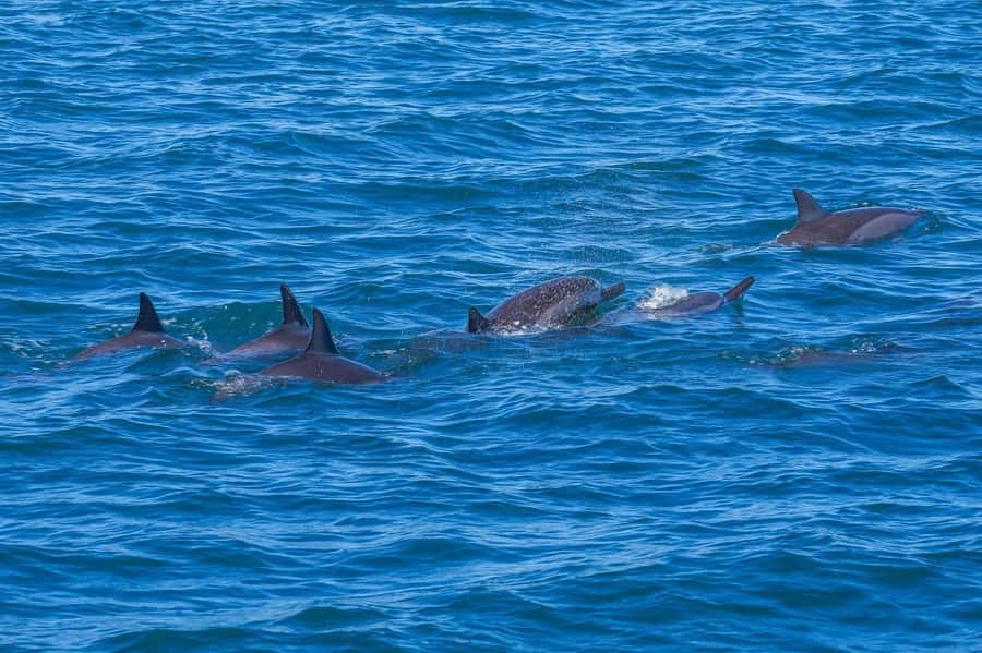 Speedboat to Ile aux Benitier: Dolphin Encounter & Lunch - The Tamarin Bay dolphin encounter