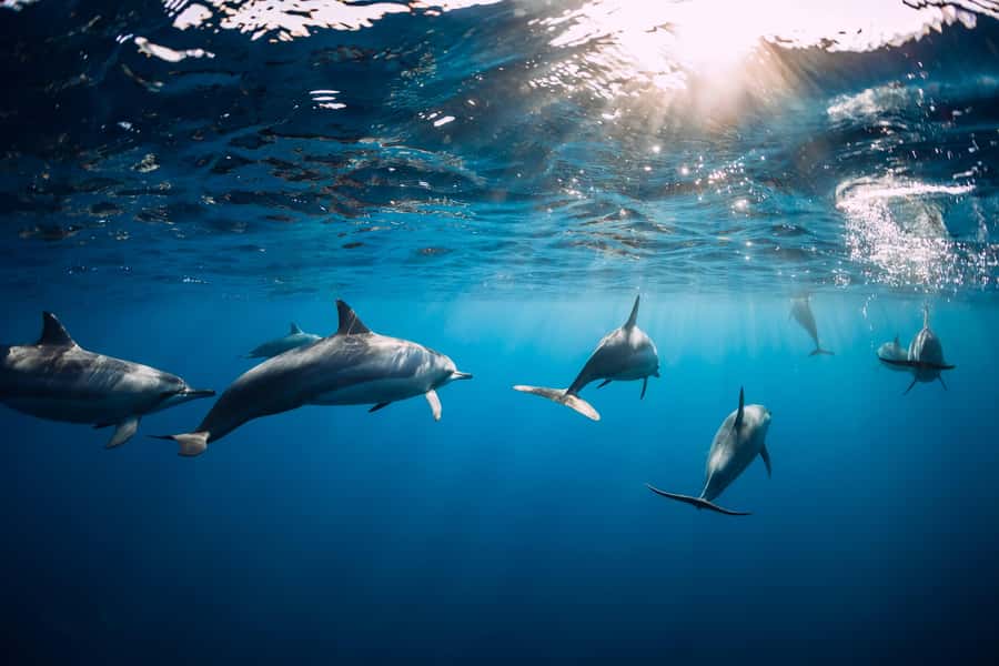 Speedboat to Ile aux Benitier: Dolphin Encounter & Lunch - Group size, boat comfort, and the pace of the day