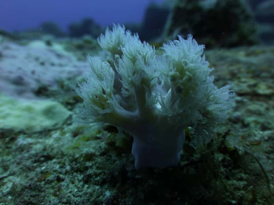 Tamarin Bay: Beginners Scuba Diving Experience - Key points to know before booking