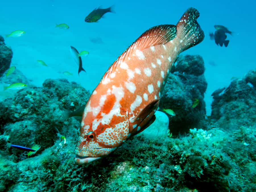 Tamarin Bay: Beginners Scuba Diving Experience - Underwater time, close supervision, and reef fish